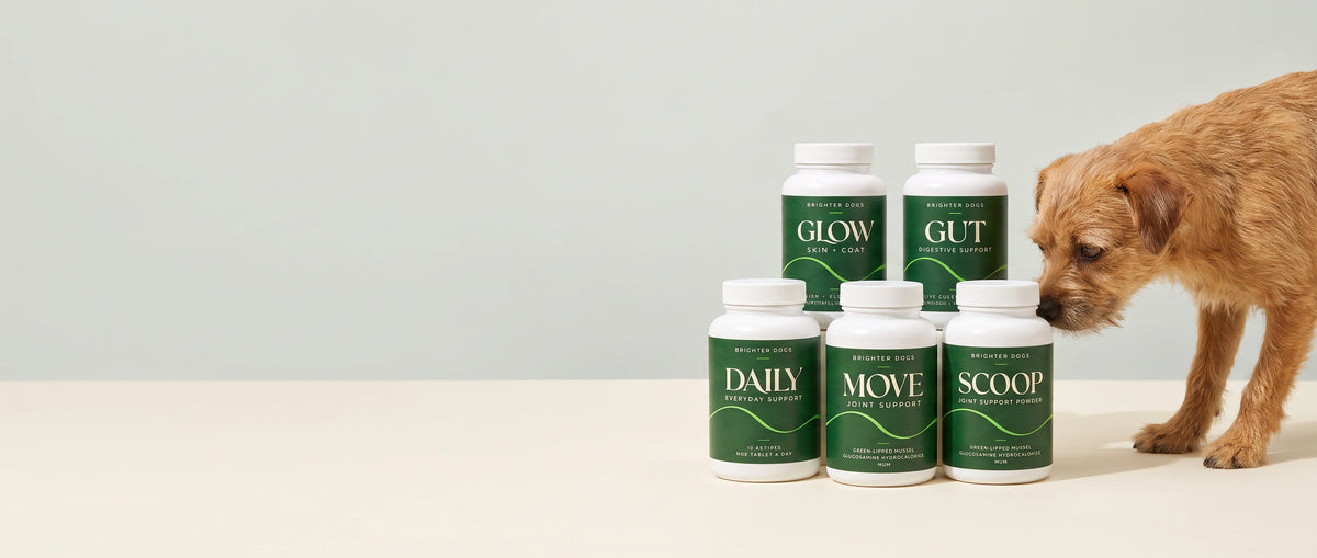 Dog supplements with every amount on the front.