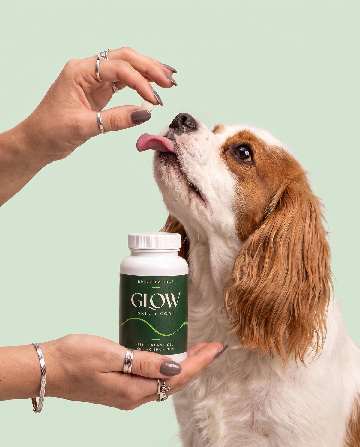 Dog Treat Reach