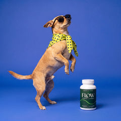 Stylish Dog Treat Portrait