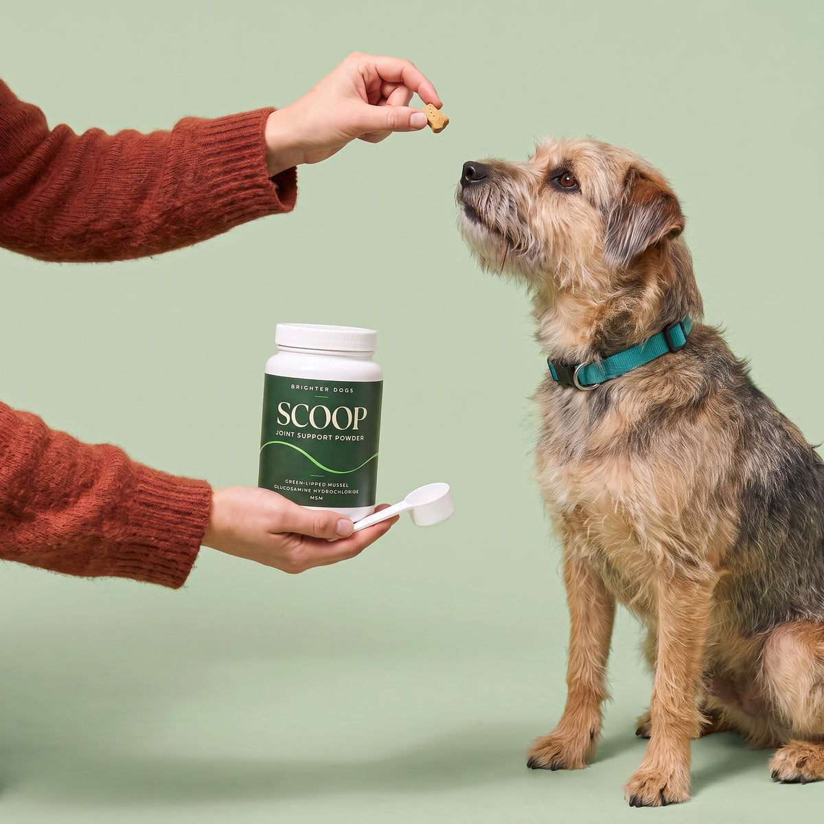 Dog Treat Training