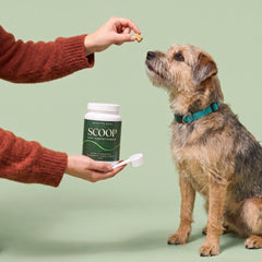 Dog Treat Training