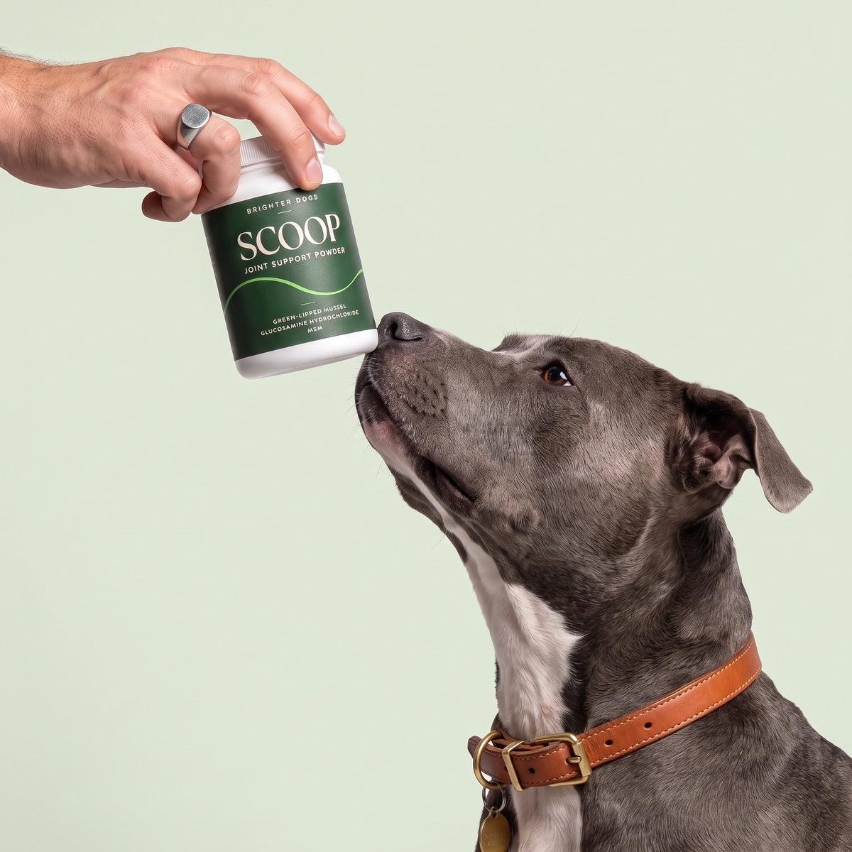 Dog Sniffs Grooming Powder