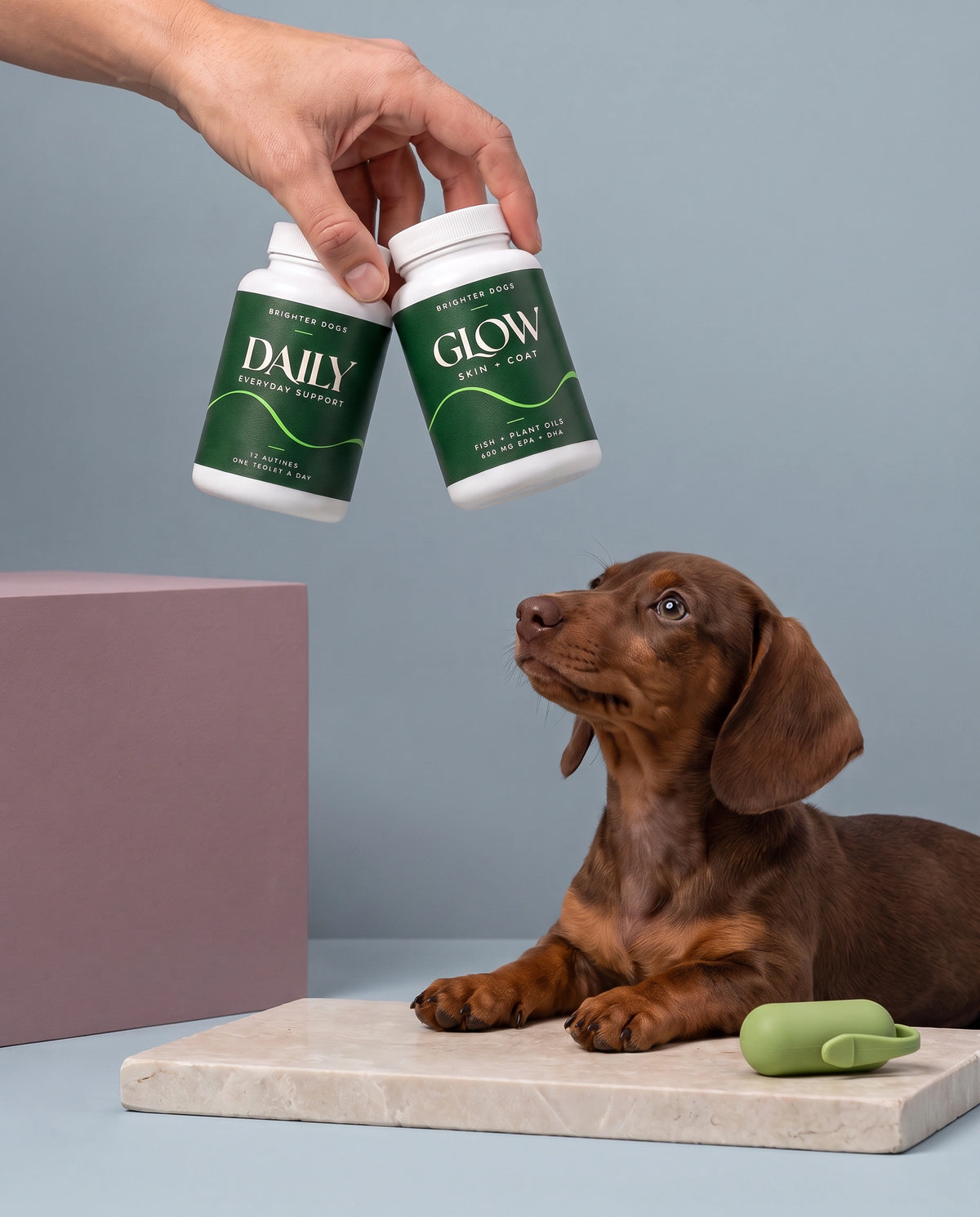 Dachshund Treat Hold