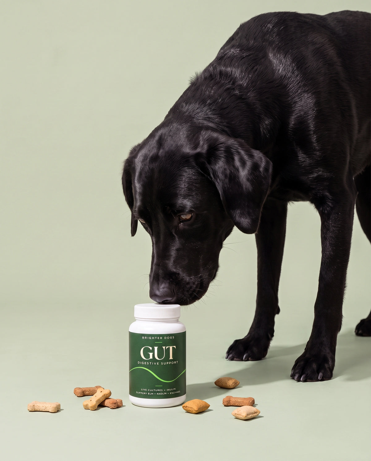 Dog Treat Carton