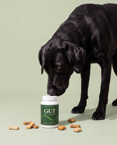 Dog Treat Carton