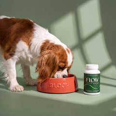 Dog Eating Studio