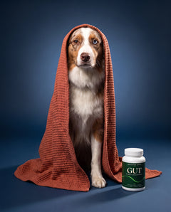 Dog Bath Portrait