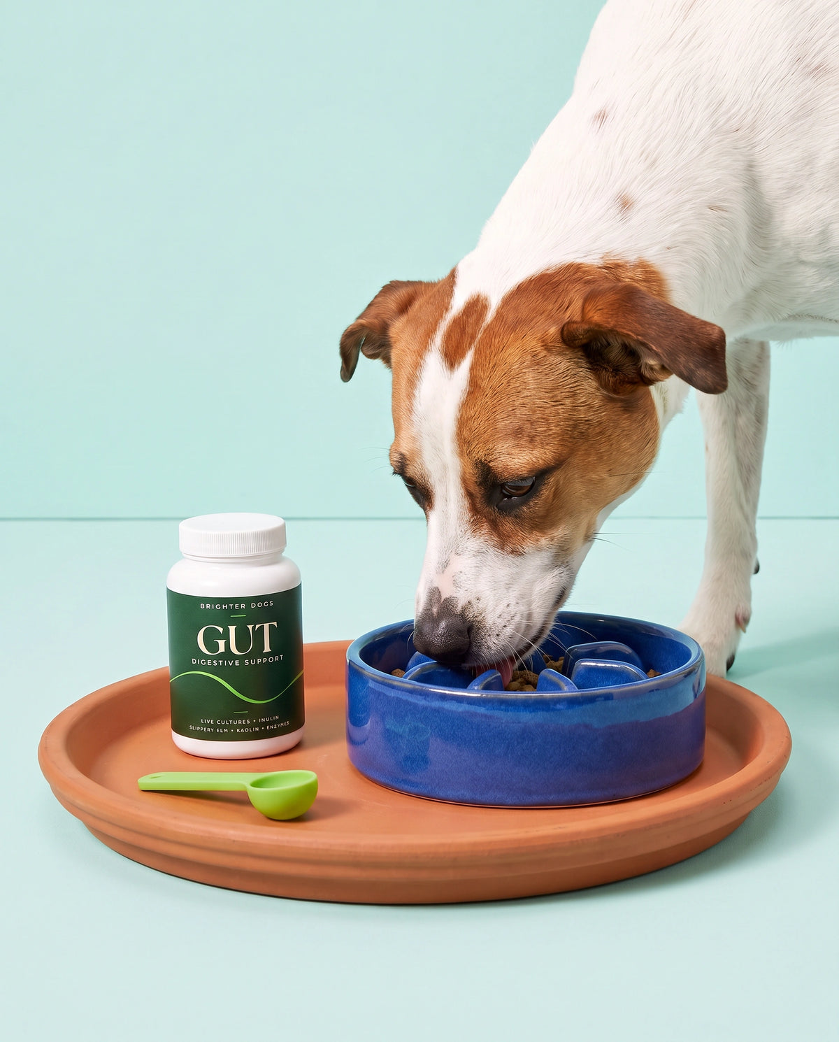 Dog Slow Feeder