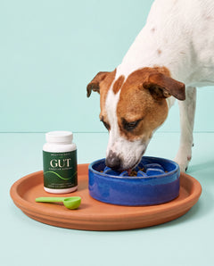 Dog Slow Feeder