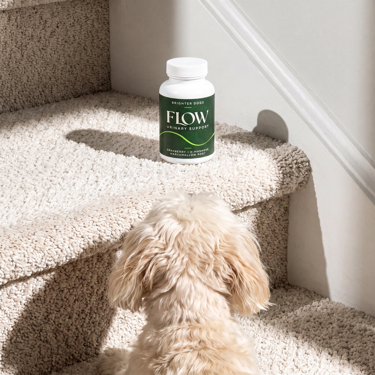 Sunlit Dog Staircase