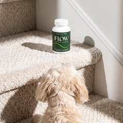 Sunlit Dog Staircase
